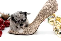 BubuL, a male Chihuahua for sale in Orlando, FL – Photo 6 of 10