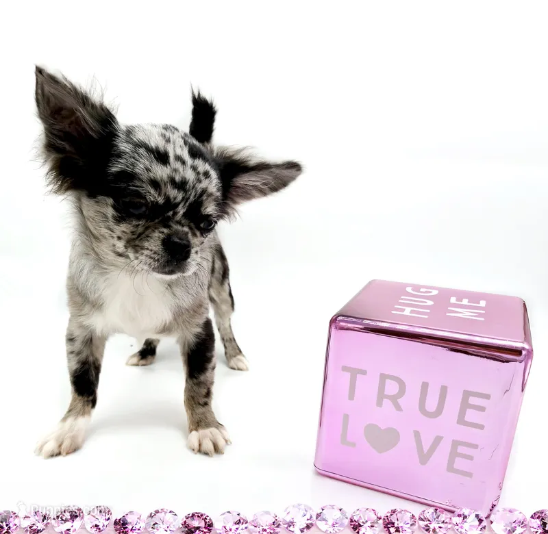 BubuL – Chihuahua puppy for sale in Orlando, FL