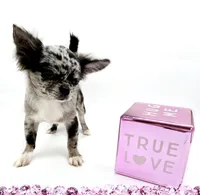 BubuL, a male Chihuahua for sale in Orlando, FL – 1 of 10