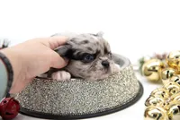 BubuL, a male Chihuahua for sale in Orlando, FL – Photo 2 of 10