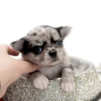 BubuL, a male Chihuahua for sale in Orlando, FL – Photo 7 of 7