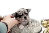 BubuL, a male Chihuahua for sale in Orlando, FL – Photo 9 of 10