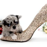 BubuL, a male Chihuahua for sale in Orlando, FL – Photo 2 of 7