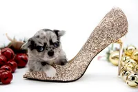 BubuL, a male Chihuahua for sale in Orlando, FL – Photo 1 of 10