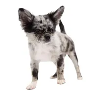 BubuL, a male Chihuahua for sale in Orlando, FL – Photo 1 of 7