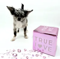 BubuL, a male Chihuahua for sale in Orlando, FL – 9 of 10