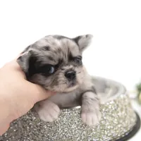 BubuL, a male Chihuahua for sale in Orlando, FL – Photo 3 of 7