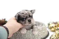 BubuL, a male Chihuahua for sale in Orlando, FL – Photo 3 of 10