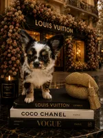 Argentina, a female Chihuahua for sale in Orlando, FL – 3 of 5