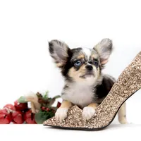 Picolla, a female Chihuahua for sale in Orlando, FL – Photo 7 of 7