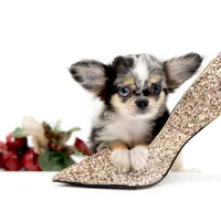 Picolla, a female Chihuahua for sale in Orlando, FL – Photo 3 of 7