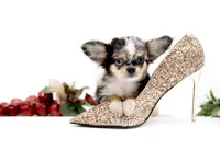 processed/4ad92166-e4cc-4ccf-889b-9c1a3df91fd9/listing/98e9462c-0fab-40f4-a8ca-047d0e1cd592/3d74e5f2-bdcd-4bd3-85f6-7530650f558a