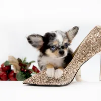 Picolla, a female Chihuahua for sale in Orlando, FL – Photo 6 of 7