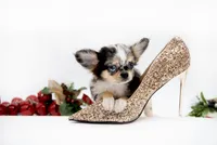 processed/4ad92166-e4cc-4ccf-889b-9c1a3df91fd9/listing/98e9462c-0fab-40f4-a8ca-047d0e1cd592/95ce3dfe-af76-4729-8a04-961afe6faddc