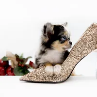 Picolla, a female Chihuahua for sale in Orlando, FL – Photo 5 of 7