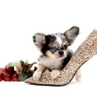 Picolla, a female Chihuahua for sale in Orlando, FL – Photo 1 of 7