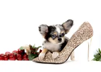 processed/4ad92166-e4cc-4ccf-889b-9c1a3df91fd9/listing/98e9462c-0fab-40f4-a8ca-047d0e1cd592/bd1c33df-66ee-4bba-8a98-25ea681242db