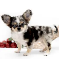 Picolla, a female Chihuahua for sale in Orlando, FL – Photo 2 of 7