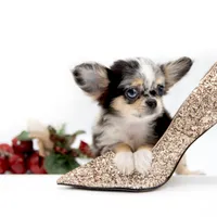 Picolla, a female Chihuahua for sale in Orlando, FL – Photo 4 of 7