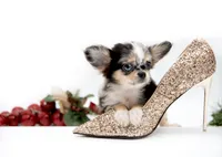 processed/4ad92166-e4cc-4ccf-889b-9c1a3df91fd9/listing/98e9462c-0fab-40f4-a8ca-047d0e1cd592/e3669f8e-3e57-4c28-9ab9-226296e5c603