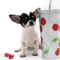 SC Boy, a male Chihuahua for sale in Orlando, FL – Photo 1 of 2