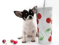 SC Boy, a male Chihuahua for sale in Orlando, FL – Photo 1 of 2