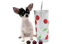 SC Boy, a male Chihuahua for sale in Orlando, FL – Photo 2 of 2