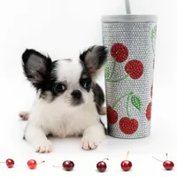 CH Girl, a female Chihuahua for sale in Orlando, FL – Photo 2 of 2