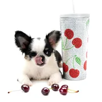 CH Girl, a female Chihuahua for sale in Orlando, FL – Photo 1 of 2