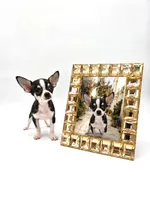 Lilo Micro Boy, a male Chihuahua for sale in Orlando, FL – 3 of 3