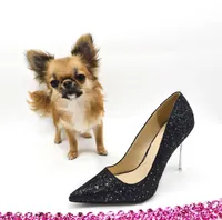 AnnaS, a female Chihuahua for sale in Orlando, FL – 3 of 5