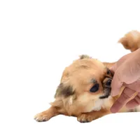 AnnaS, a female Chihuahua for sale in Orlando, FL – Photo 5 of 6