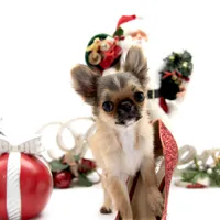 AnnaS, a female Chihuahua for sale in Orlando, FL – Photo 2 of 6