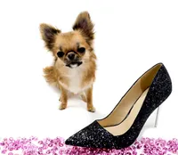 AnnaS, a female Chihuahua for sale in Orlando, FL – 5 of 5