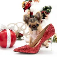 AnnaS, a female Chihuahua for sale in Orlando, FL – Photo 4 of 6