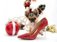 AnnaS, a female Chihuahua for sale in Orlando, FL – Photo 3 of 3