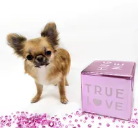 AnnaS, a female Chihuahua for sale in Orlando, FL – 4 of 5