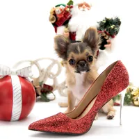 AnnaS, a female Chihuahua for sale in Orlando, FL – Photo 3 of 6