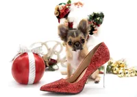 AnnaS, a female Chihuahua for sale in Orlando, FL – Photo 2 of 3