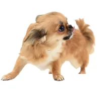 AnnaS, a female Chihuahua for sale in Orlando, FL – Photo 6 of 6