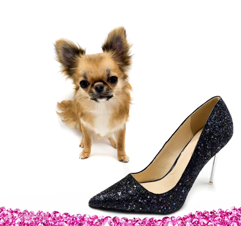 AnnaS – Chihuahua puppy for sale in Orlando, FL