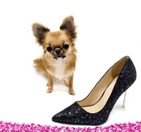 AnnaS, a female Chihuahua for sale in Orlando, FL – 1 of 5
