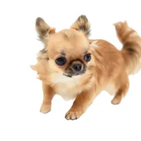 AnnaS, a female Chihuahua for sale in Orlando, FL – Photo 1 of 6