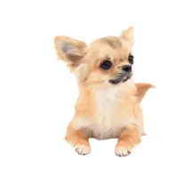 SarahL, a female Chihuahua for sale in Orlando, FL – Photo 8 of 10