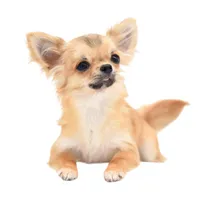 SarahL, a female Chihuahua for sale in Orlando, FL – Photo 2 of 10