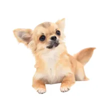 SarahL, a female Chihuahua for sale in Orlando, FL – Photo 10 of 10