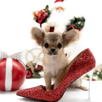 SarahL, a female Chihuahua for sale in Orlando, FL – Photo 5 of 10