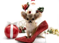 SarahL, a female Chihuahua for sale in Orlando, FL – Photo 3 of 3