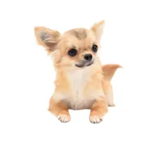 SarahL, a female Chihuahua for sale in Orlando, FL – Photo 7 of 10