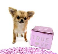 SarahL, a female Chihuahua for sale in Orlando, FL – 2 of 10